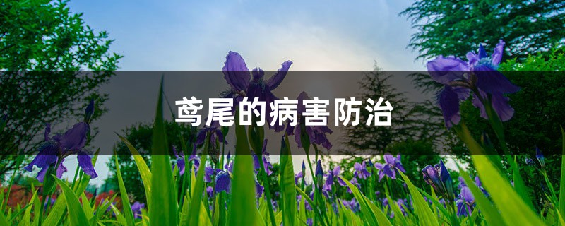 鸢尾的病害防治 鸢尾的病害防治