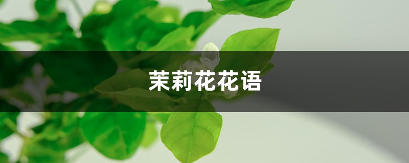 茉莉花花语 茉莉花花语