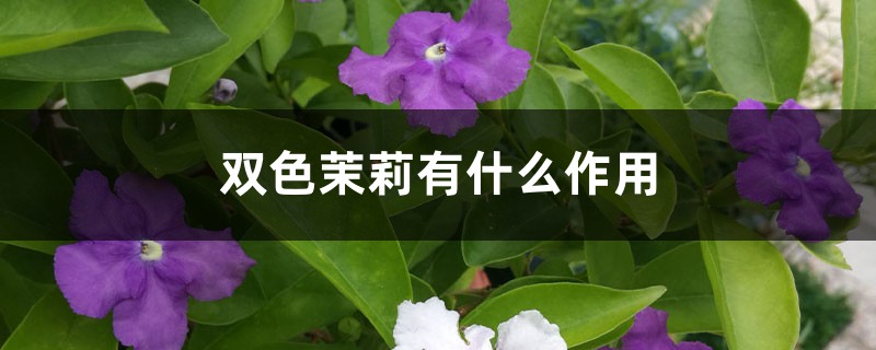 双色茉莉有什么作用 双色茉莉有什么作用
