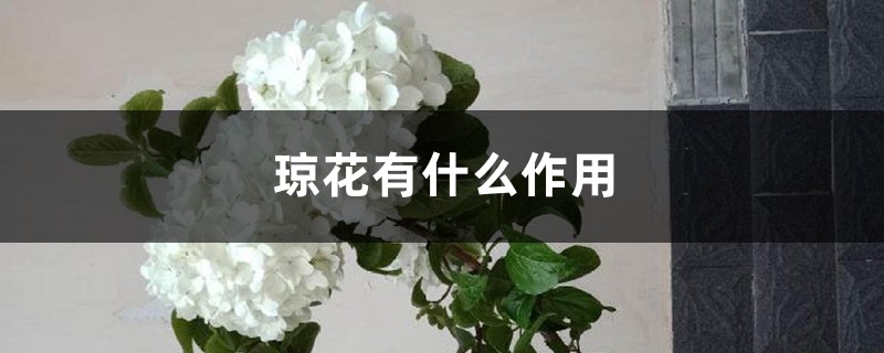琼花有什么作用 琼花有什么作用