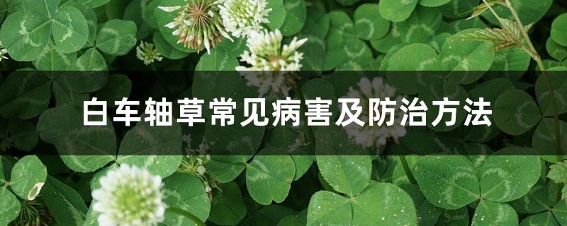 白车轴草常见病害及防治方法 白车轴草常见病害及防治方法