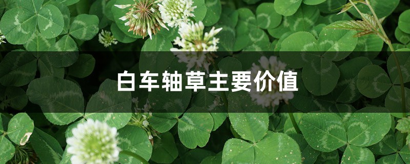 白车轴草主要价值 白车轴草主要价值