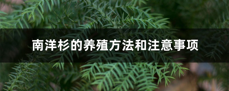 南洋杉的养殖方法和注意事项 南洋杉的养殖方法和注意事项
