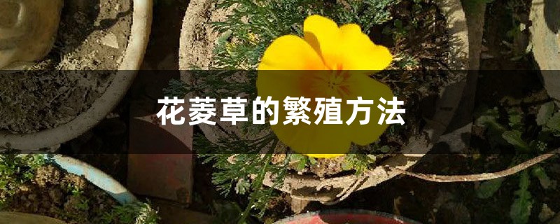 花菱草的繁殖方法 花菱草的繁殖方法