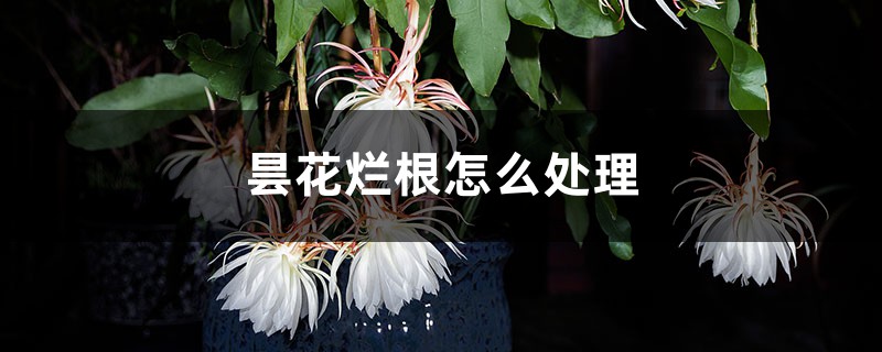 昙花烂根怎么处理 昙花烂根怎么处理