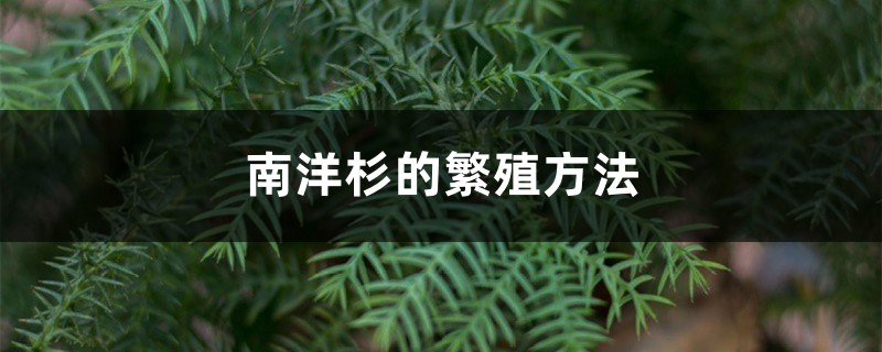 南洋杉的繁殖方法 南洋杉的繁殖方法