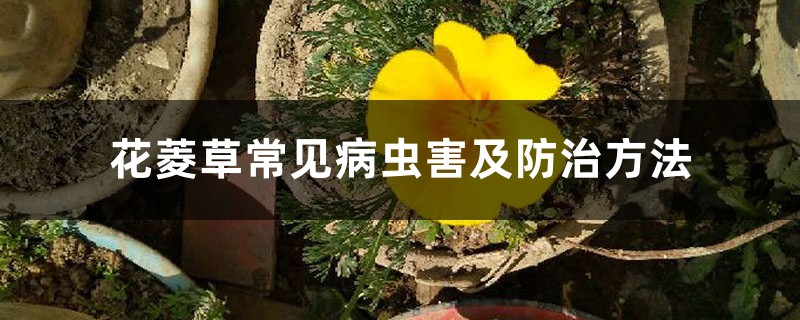 花菱草常见病虫害及防治方法 花菱草常见病虫害及防治方法
