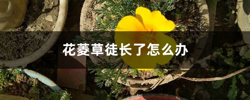 花菱草徒长了怎么办 花菱草徒长了怎么办