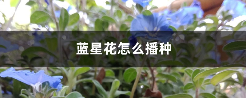 蓝星花怎么播种 蓝星花怎么播种