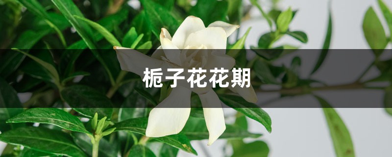 栀子花花期 栀子花花期
