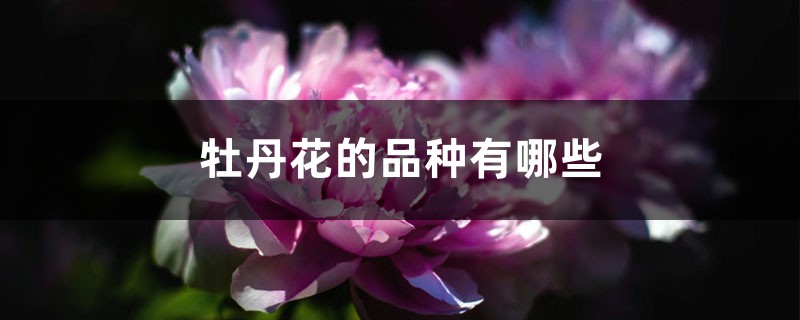 牡丹花的品种有哪些 牡丹花的品种有哪些