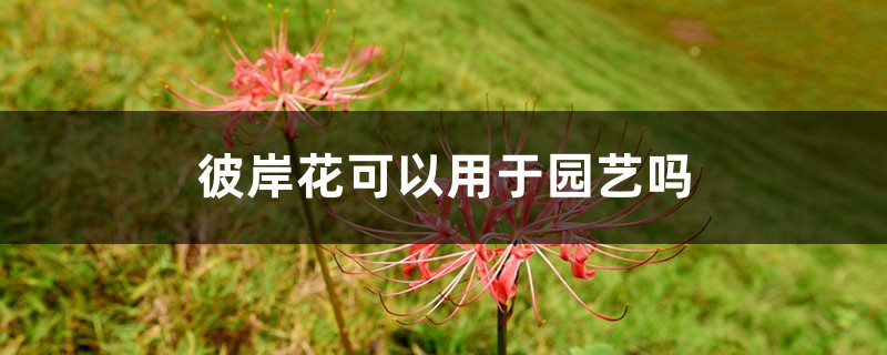 彼岸花可以用于园艺吗 彼岸花可以用于园艺吗