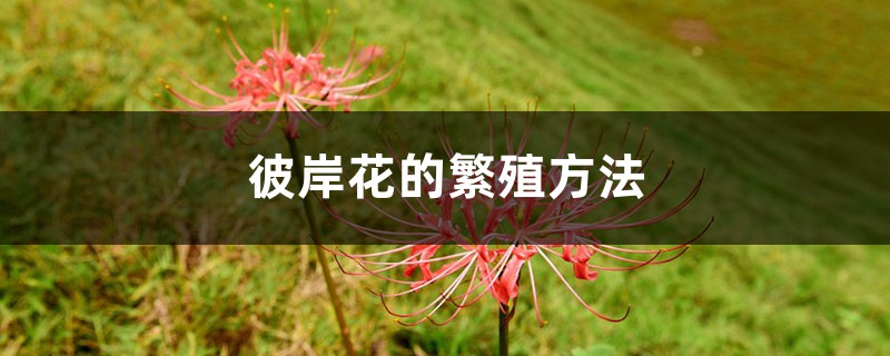 彼岸花的繁殖方法 彼岸花的繁殖方法