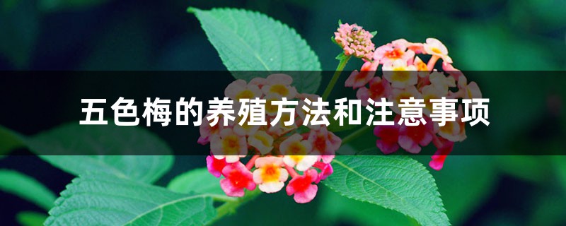 五色梅的养殖方法和注意事项 五色梅的养殖方法和注意事项
