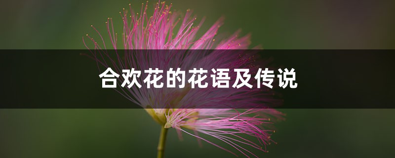 合欢花的花语及传说 合欢花的花语及传说