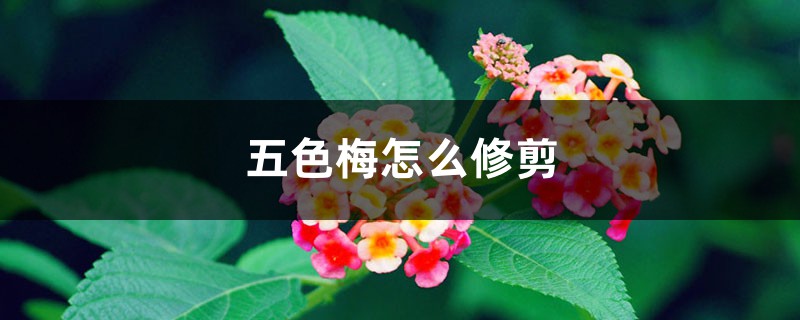 五色梅怎么修剪 五色梅怎么修剪