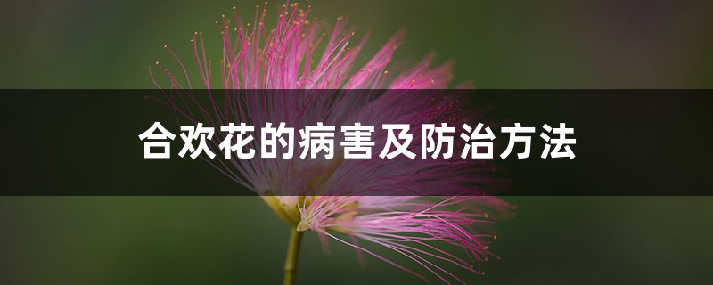 合欢花的病害及防治方法 合欢花的病害及防治方法