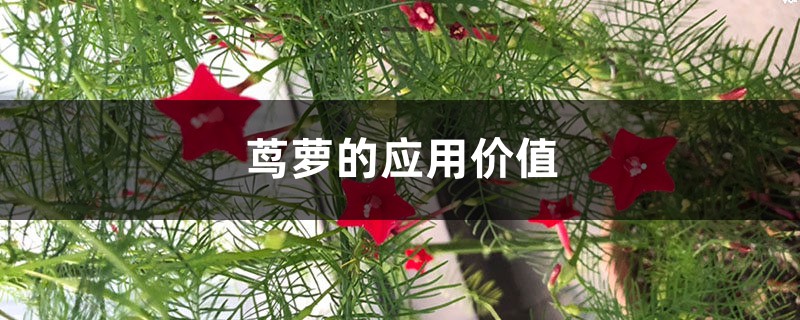 茑萝的应用价值 茑萝的应用价值