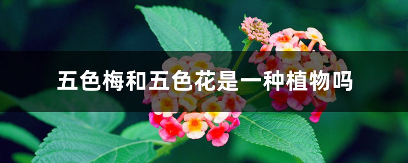 五色梅和五色花是一种植物吗 五色梅和五色花是一种植物吗