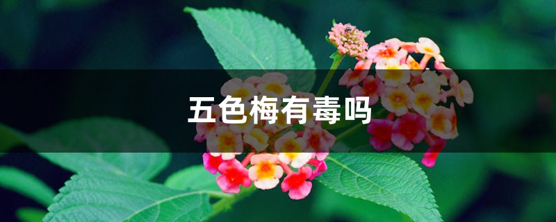五色梅有毒吗 五色梅有毒吗