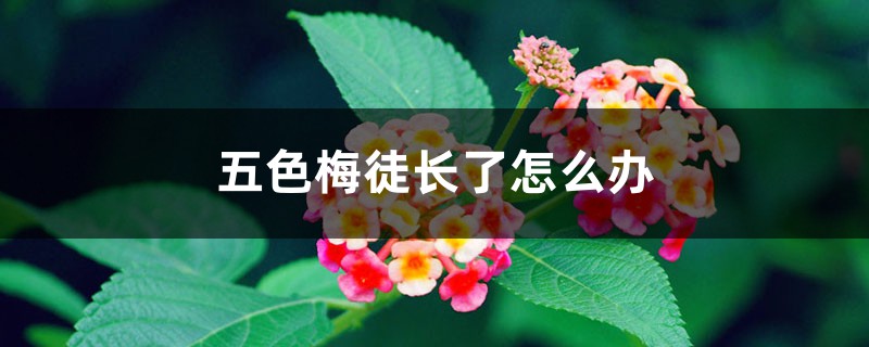 五色梅徒长了怎么办 五色梅徒长了怎么办