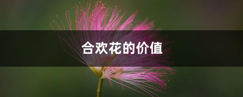 合欢花的价值 合欢花的价值