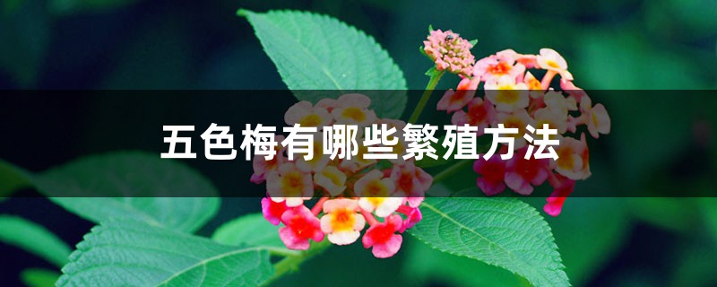 五色梅有哪些繁殖方法 五色梅有哪些繁殖方法