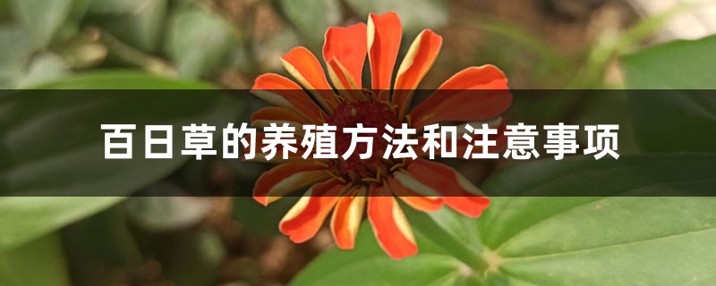 百日草的养殖方法和注意事项 百日草的养殖方法和注意事项