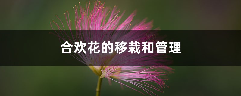 合欢花的移栽和管理 合欢花的移栽和管理