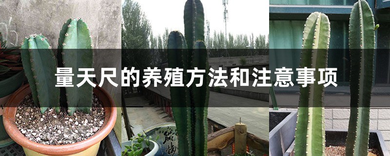 量天尺的养殖方法和注意事项 量天尺的养殖方法和注意事项