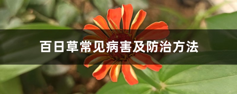 百日草常见病害及防治方法 百日草常见病害及防治方法