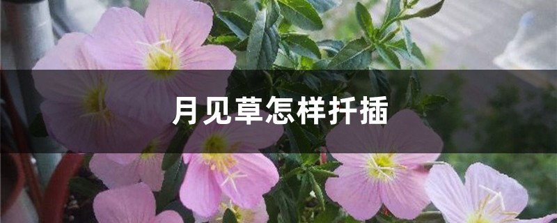月见草怎样扦插 月见草怎样扦插