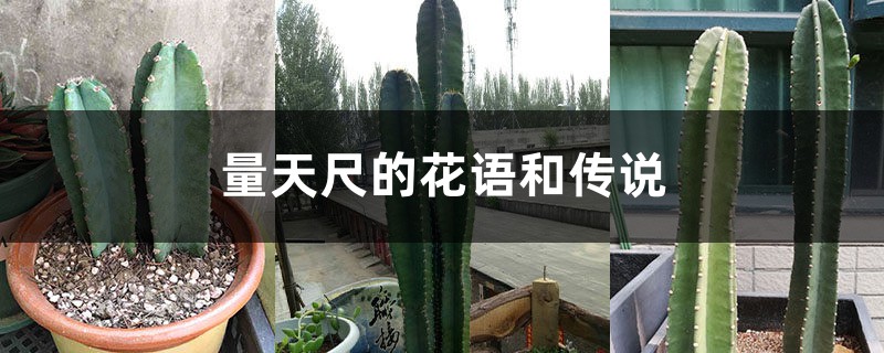 量天尺的花语和传说 量天尺的花语和传说