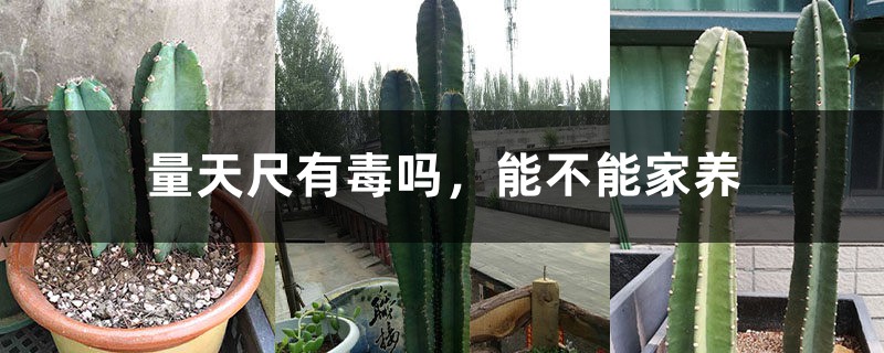 量天尺有毒吗,能不能家养 量天尺有毒吗,能不能家养