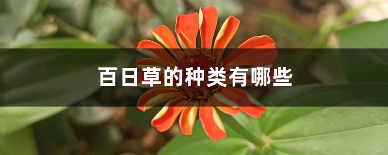 百日草的种类有哪些 百日草的种类有哪些