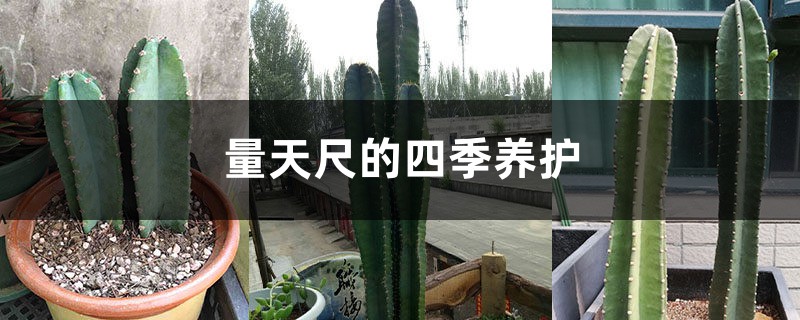 量天尺的四季养护 量天尺的四季养护