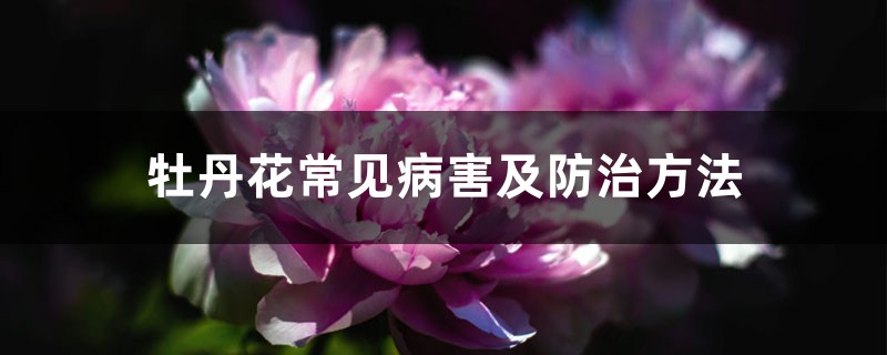 牡丹花常见病害及防治方法 牡丹花常见病害及防治方法