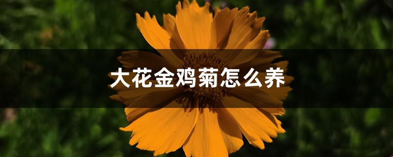 大花金鸡菊怎么养 大花金鸡菊怎么养