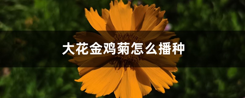 大花金鸡菊怎么播种 大花金鸡菊怎么播种