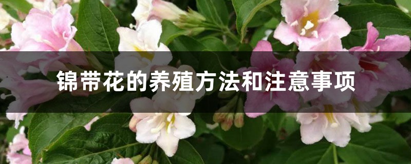 锦带花的养殖方法和注意事项 锦带花的养殖方法和注意事项