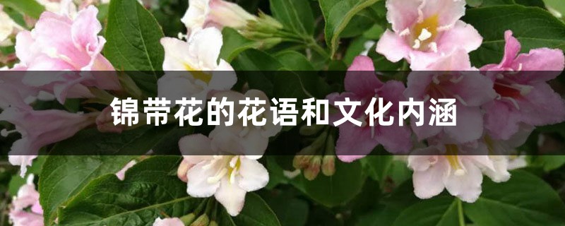 锦带花的花语和文化内涵 锦带花的花语和文化内涵