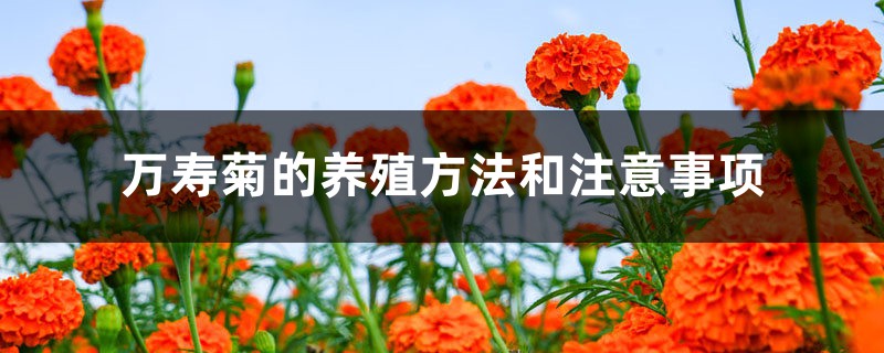 万寿菊的养殖方法和注意事项 万寿菊的养殖方法和注意事项