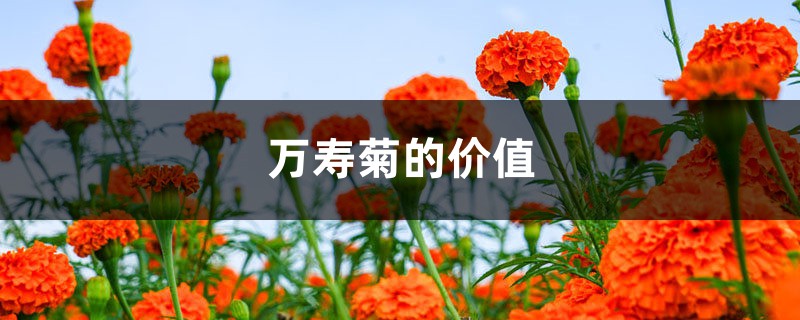 万寿菊的价值 万寿菊的价值
