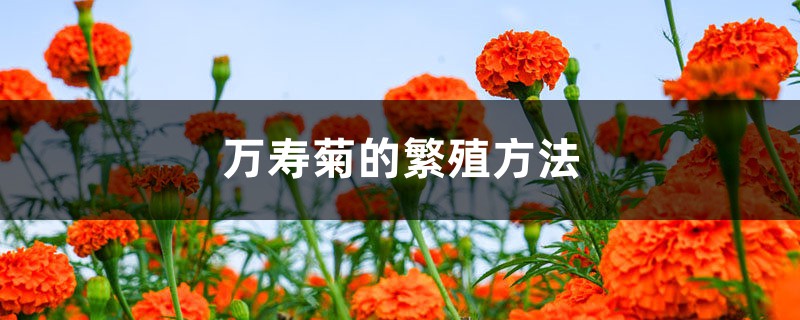 万寿菊的繁殖方法 万寿菊的繁殖方法