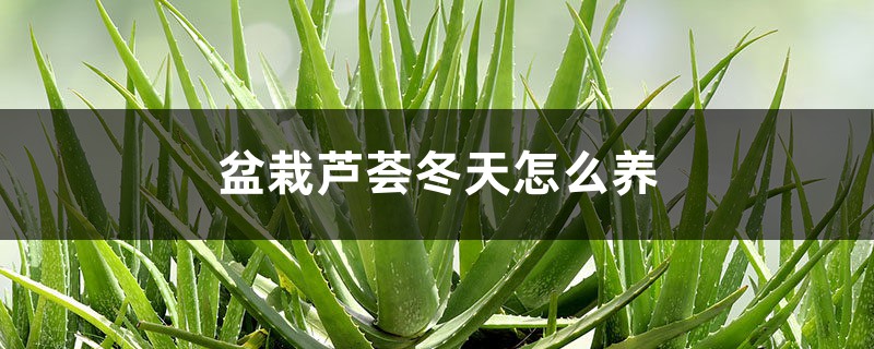 盆栽芦荟冬天怎么养 盆栽芦荟冬天怎么养