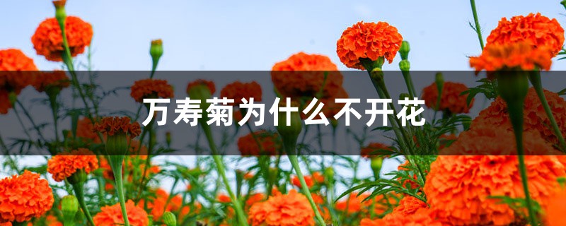 万寿菊为什么不开花 万寿菊为什么不开花