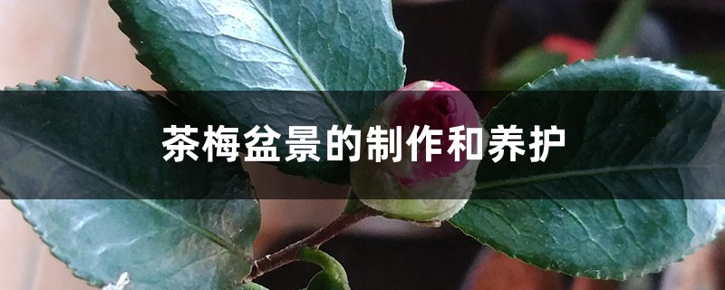 茶梅盆景的制作和养护 茶梅盆景的制作和养护