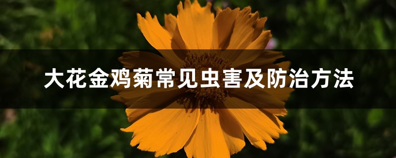 大花金鸡菊常见虫害及防治方法 大花金鸡菊常见虫害及防治方法