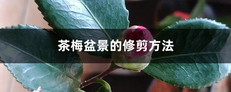 茶梅盆景的修剪方法 茶梅盆景的修剪方法