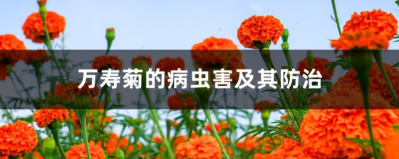 万寿菊的病虫害及其防治 万寿菊的病虫害及其防治